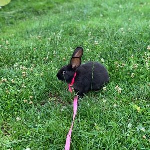 Meet your Posher, Jordan